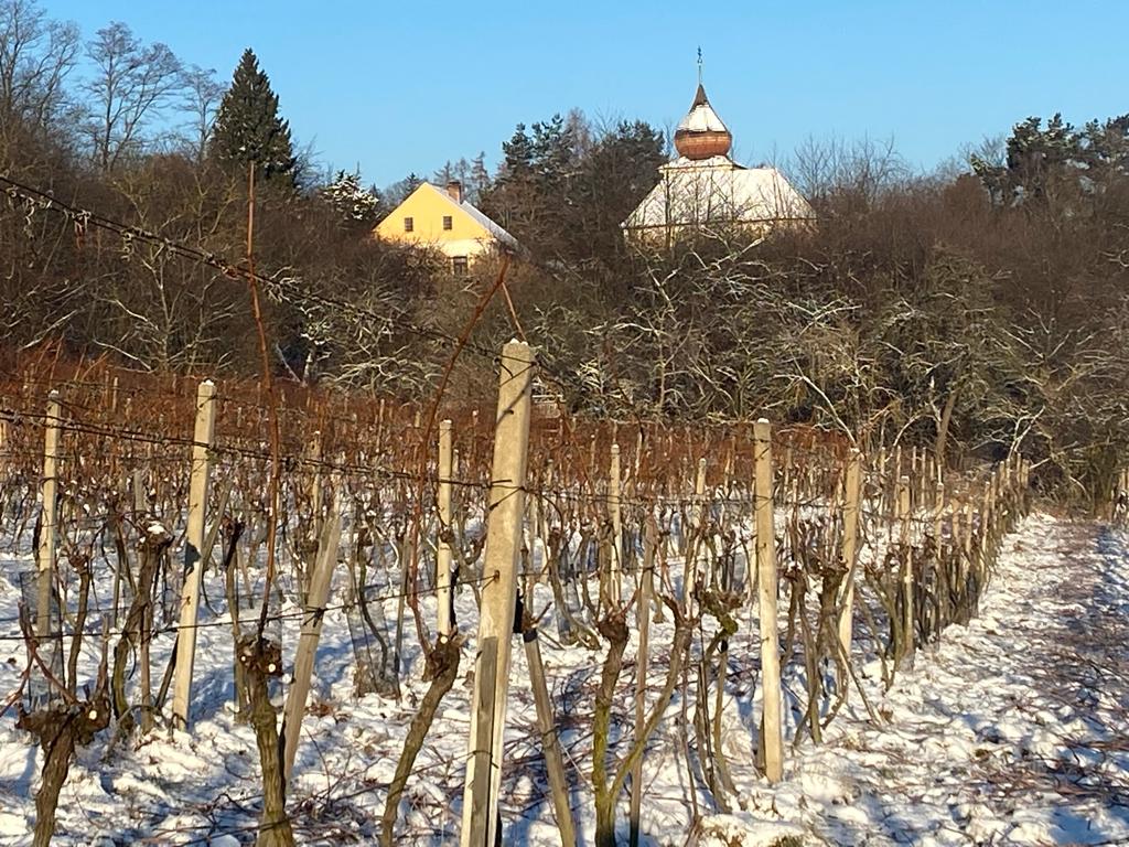 Vinice v zimě